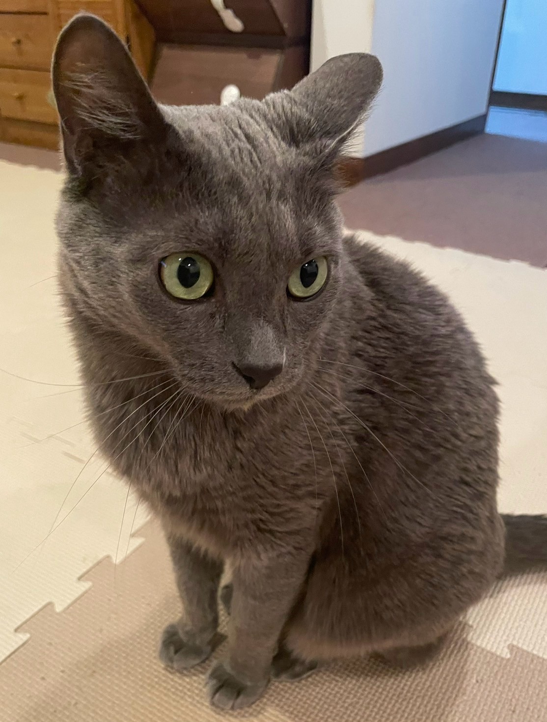 我が家のイケメン🐱